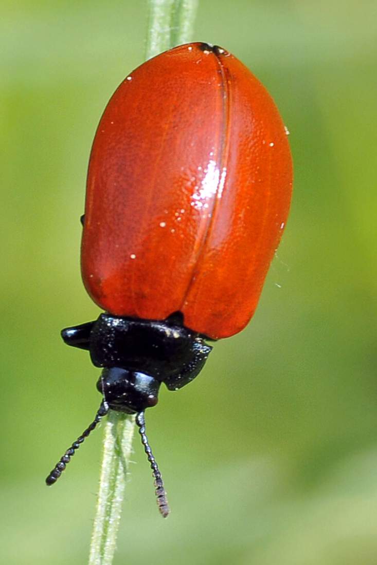 Chrysomela populi - confermata